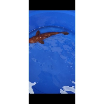 IKAN KOI JENIS CHAGOI TEMBAGA SIZE 35CM