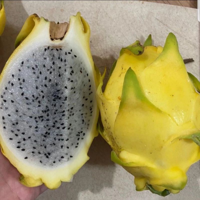 NAGA KUNING BIBIT TAIWAN. BUAH NAGA IMPORT. FRESH SEGAR