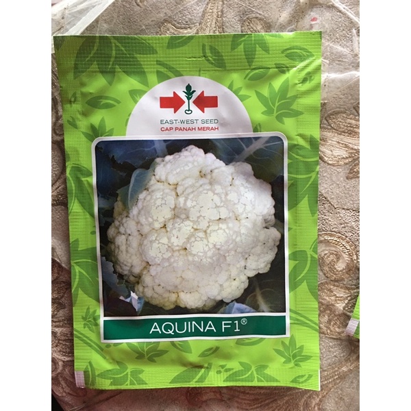 bibit bunga kol kembang kol aquina ukuran 10 gram