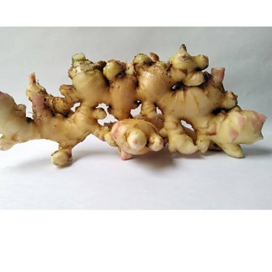 

✨Original✨ JAHE SEGAR / JAHE GAJAH / JAHE HERBAL / JAHE BUMBU DAPUR 1 KG 