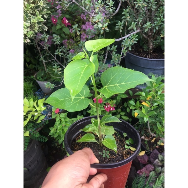 Ficus Rumphii Bibit Bonsai Ficus Rumphii Pohon Ancak Semai Biji Rumpi