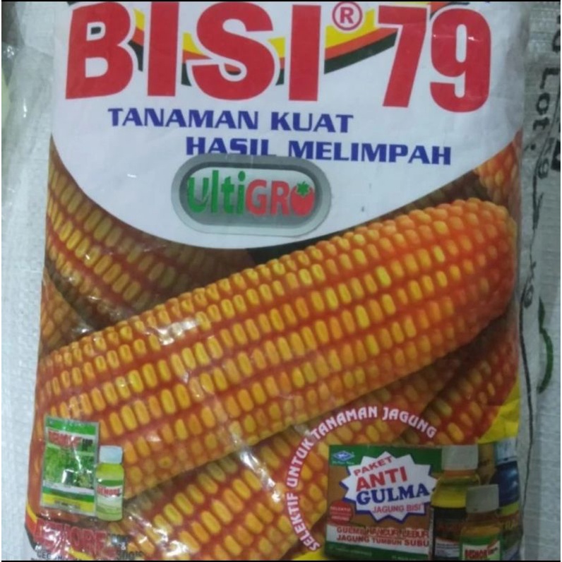 Benih Jagung Bisi 79 ULTIGRO