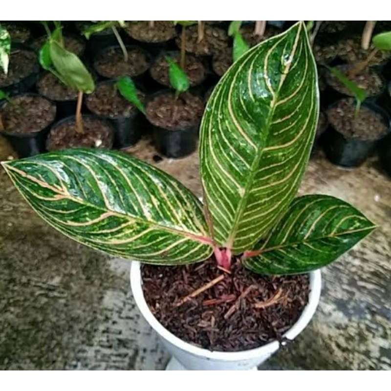 Aglonema kresna golden