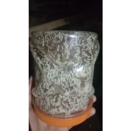 BIBIT KROTO SUPER TERMURAH BIBIT SEMUT KRANG KRANG