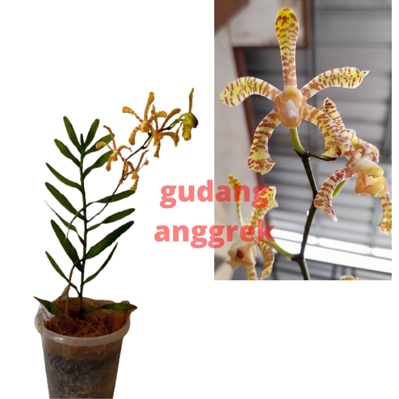 anggrek kalajengking berbunga wangi