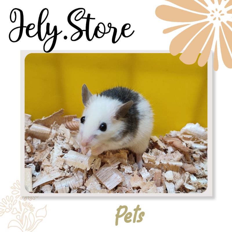 Tikus ASF Africa Putih Gendut Pakan Reptil Ular Ball Piton