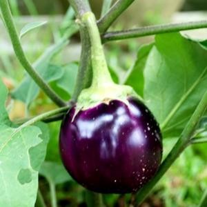 25 biji benih terong apel ungu lalap