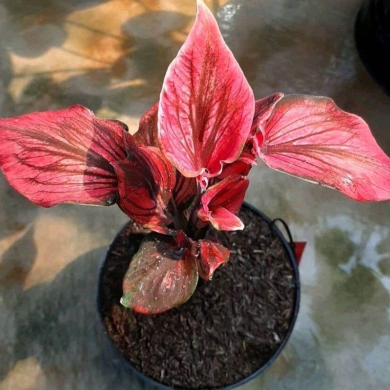 Tanaman Hias anakan Keladi red kujang Import Redkujang / Caladium Red kujang cantik anakan murah