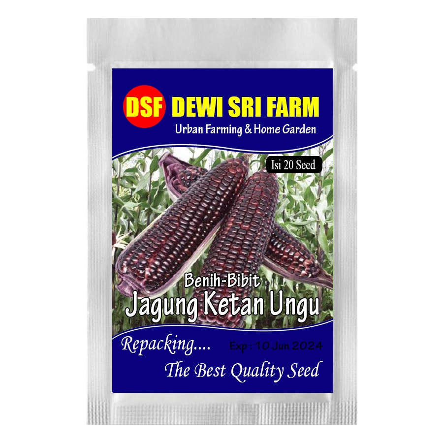 jagung ketan ungu - isi ±20 biji benih bibit unggul jagung manis ketan ungu
