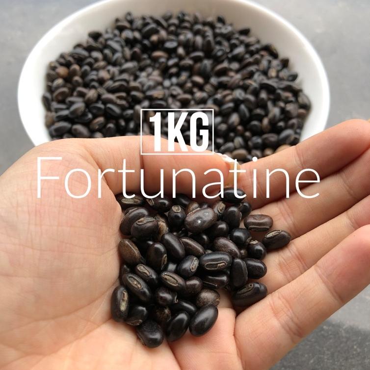 [PRODUK MKWSY] Benih IMPORT MB Mucuna Bracteata Bibit Tanaman / Biji Kacang Kacangan Kebun Kelapa Sa