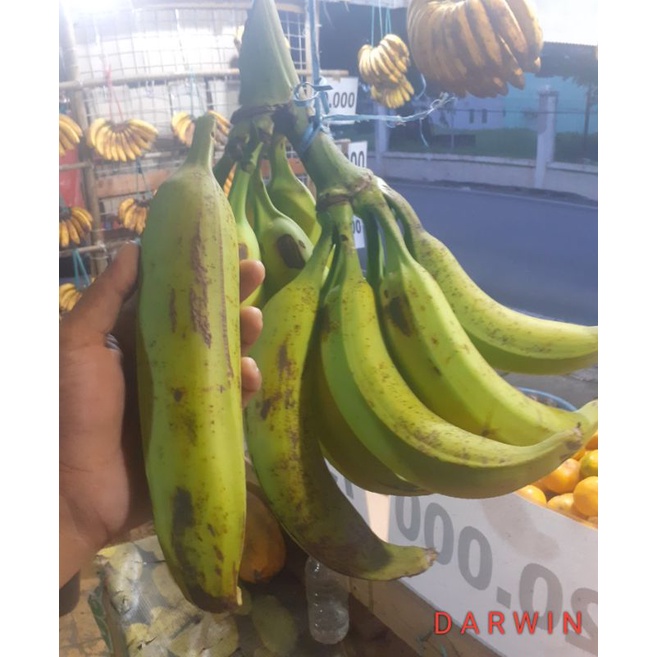 

Pisang Tanduk