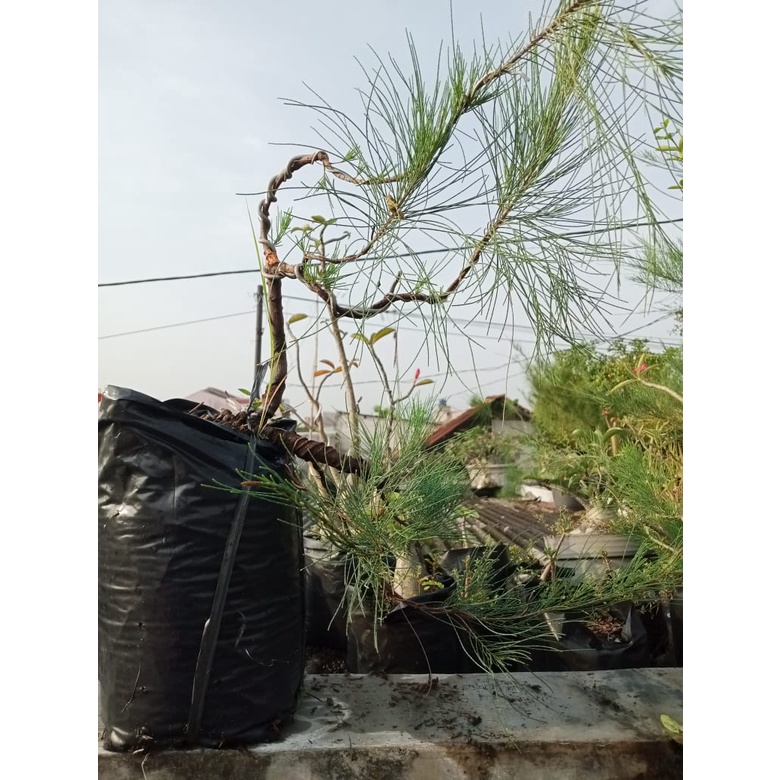 BONSAI CEMARA UDANG CASCADE BAHAN MURAH MERIAH