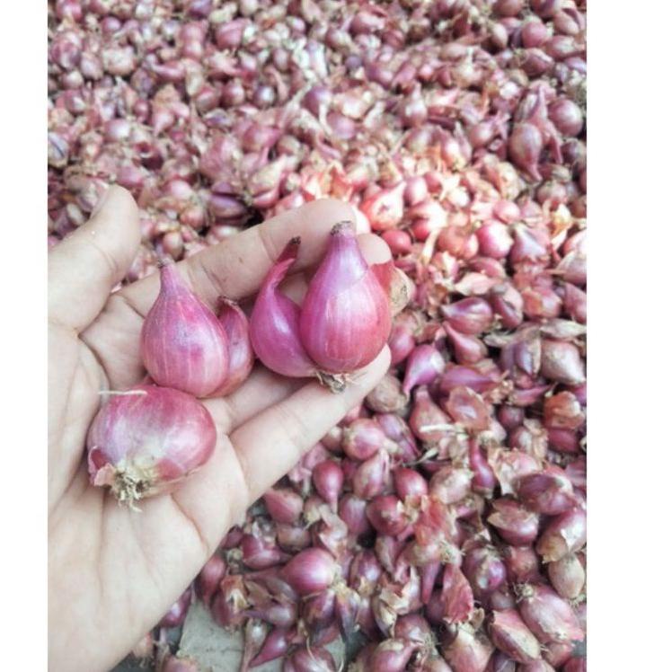 

PALING DICARI BAWANG MERAH BREBES KERING LANGSUNG PETANI ♘ 886
