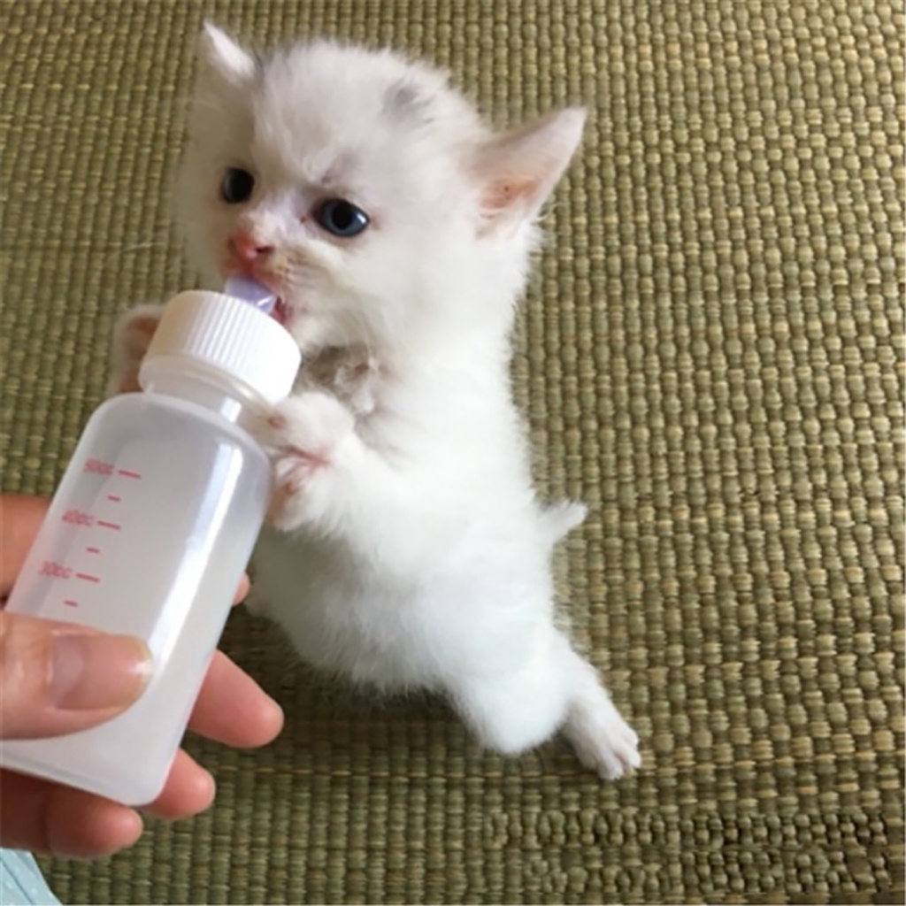 Botol Dot Susu Kucing Anjing Baru Lahir 80ML Kitten Dot PREMIUM QUALTY FEFARM