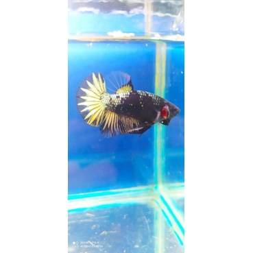 cupang AVC gold grade A size M full