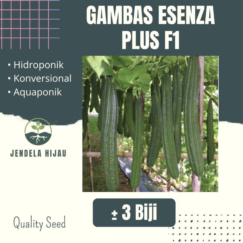 Benih Gambas ESENZA PLUS F1 Cap Kapal Terbang - Bibit Tanaman Sayuran Repack.