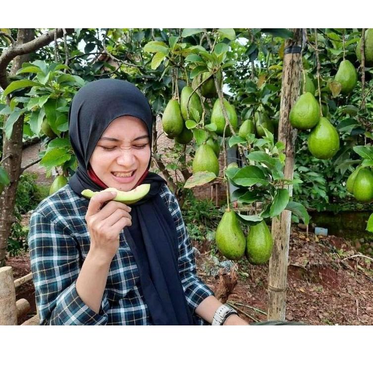 ↚ Bibit Alpukat Aligator ゃ