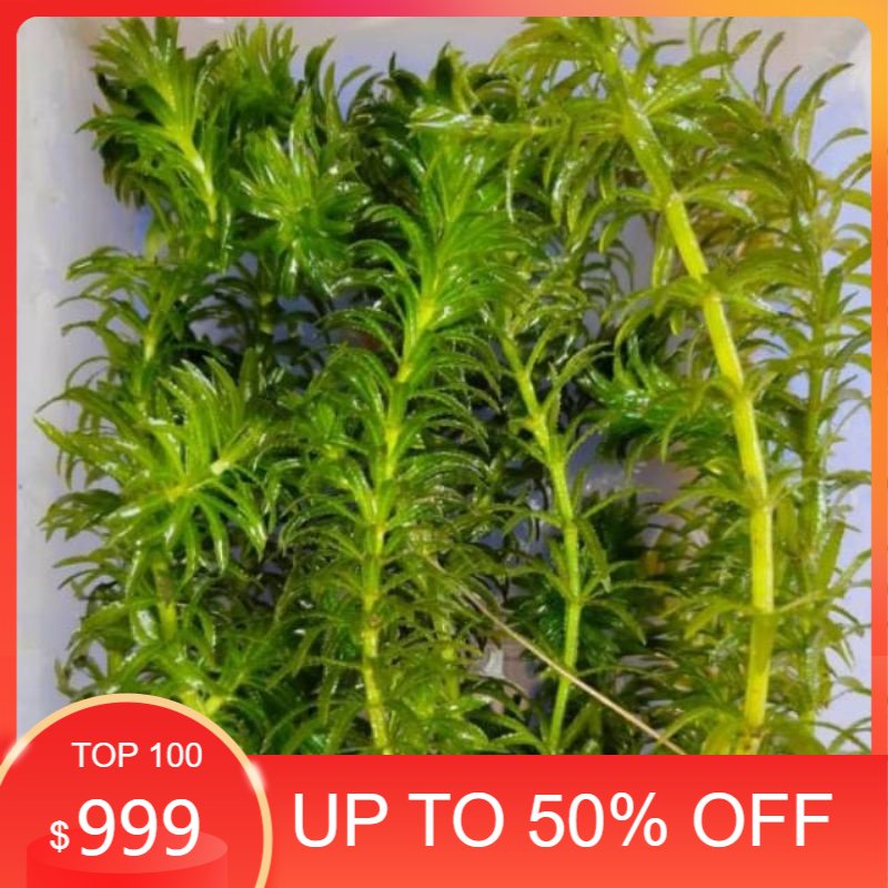 Tanaman air ganggang untuk aquarium Segar