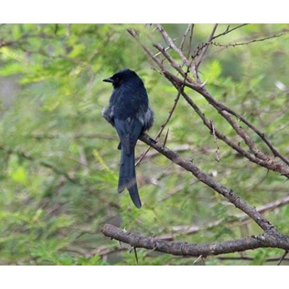 Burung Srigunting Abu Lokal