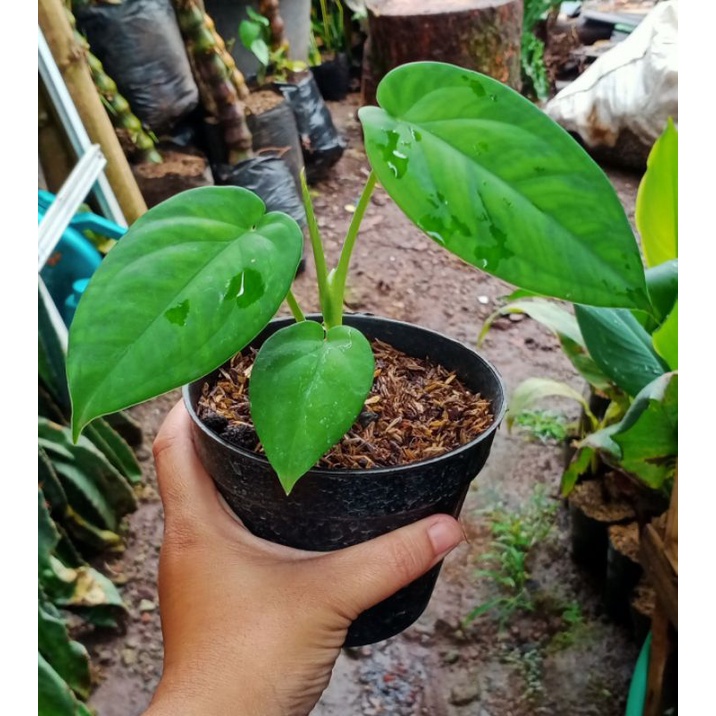 tanaman syngonium chiapense