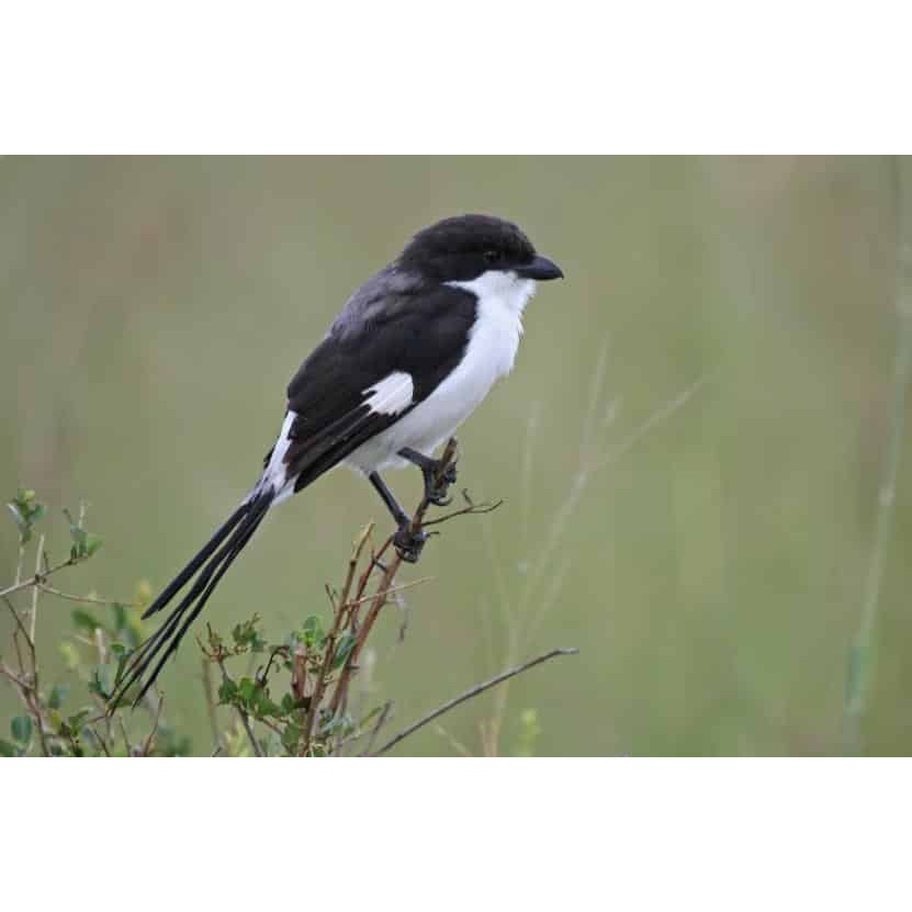 Burung Pentet Kembang