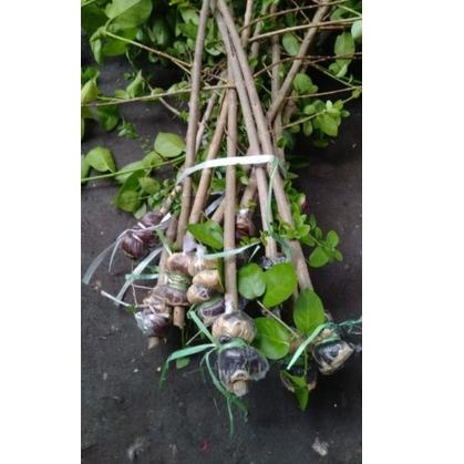 Sale Terbatas Sancang cangkok