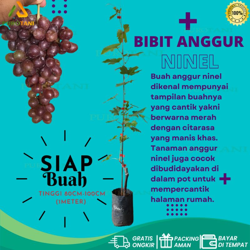 Tanaman Bibit Anggur Jenis Ninel