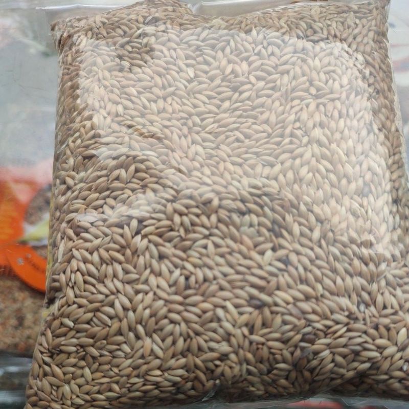 

kenari seed 250gram, bisa cod