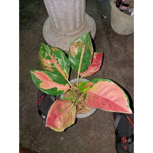 aglonema kochin pelangi