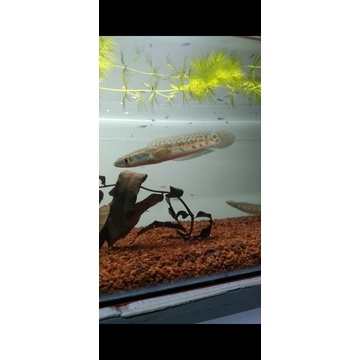 Channa maru yellow Riau 12-13 cm