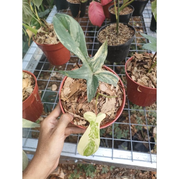 Philodendron Florida beauty variegata / Flobe variegata