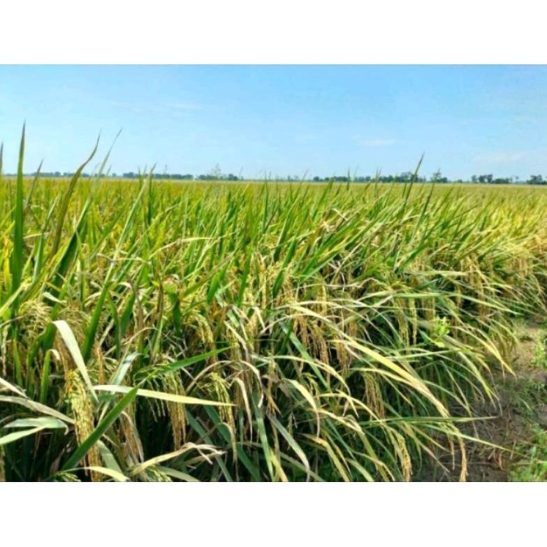 BENIH PADI Bima Sakti BERKUALITAS (Ciherang Malai Panjang) 5kg (KODE W6803)