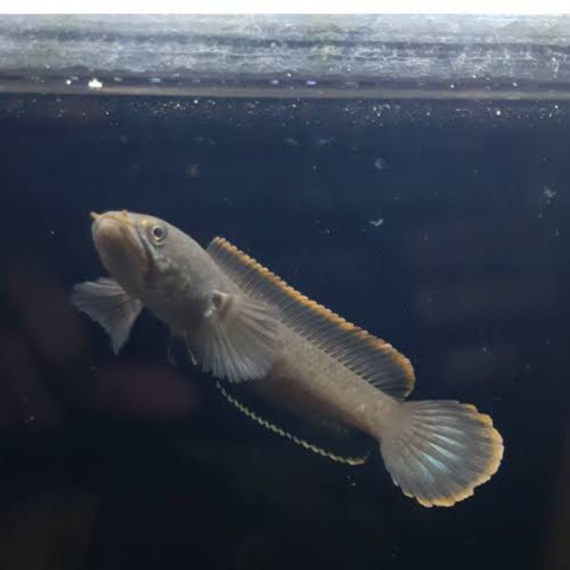 

ikan chana limbata ukuran 7-8cm