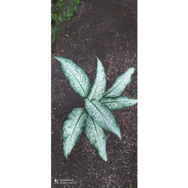 Tanaman hias diven selendang putri