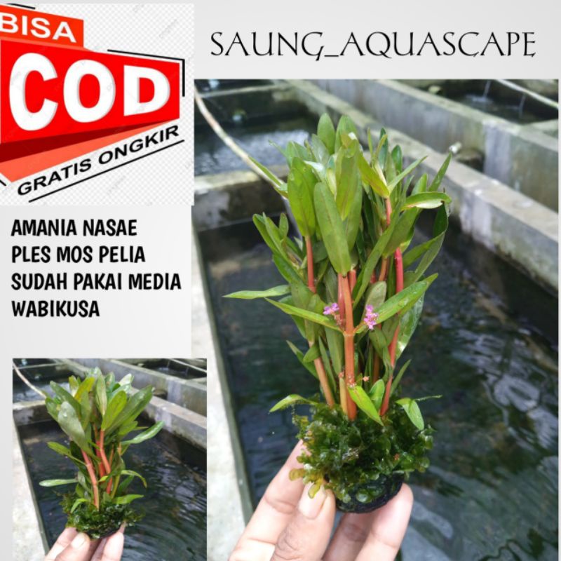 Amania Gracilis Tanaman Aquascape low c02