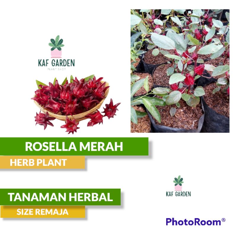 Tanaman Herbal Rosela Bunga Rosella Merah Teh Bunga Rosella
