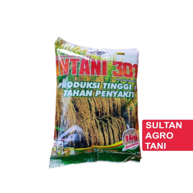 BENIH PADI GENJAH HIBRIDA INTANI 301