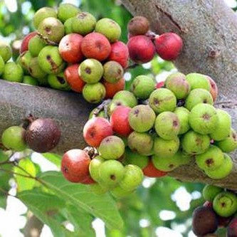 

buah loa obat herbal murah meriah
