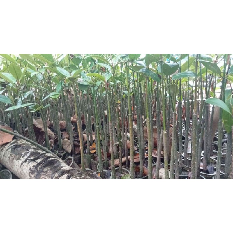 bibit tanaman mangrove/bakau