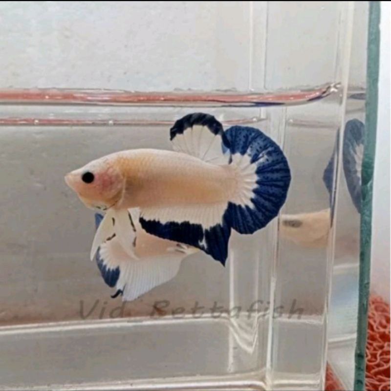 BLUE RIM BIGCOLOR/BUTTERFLY