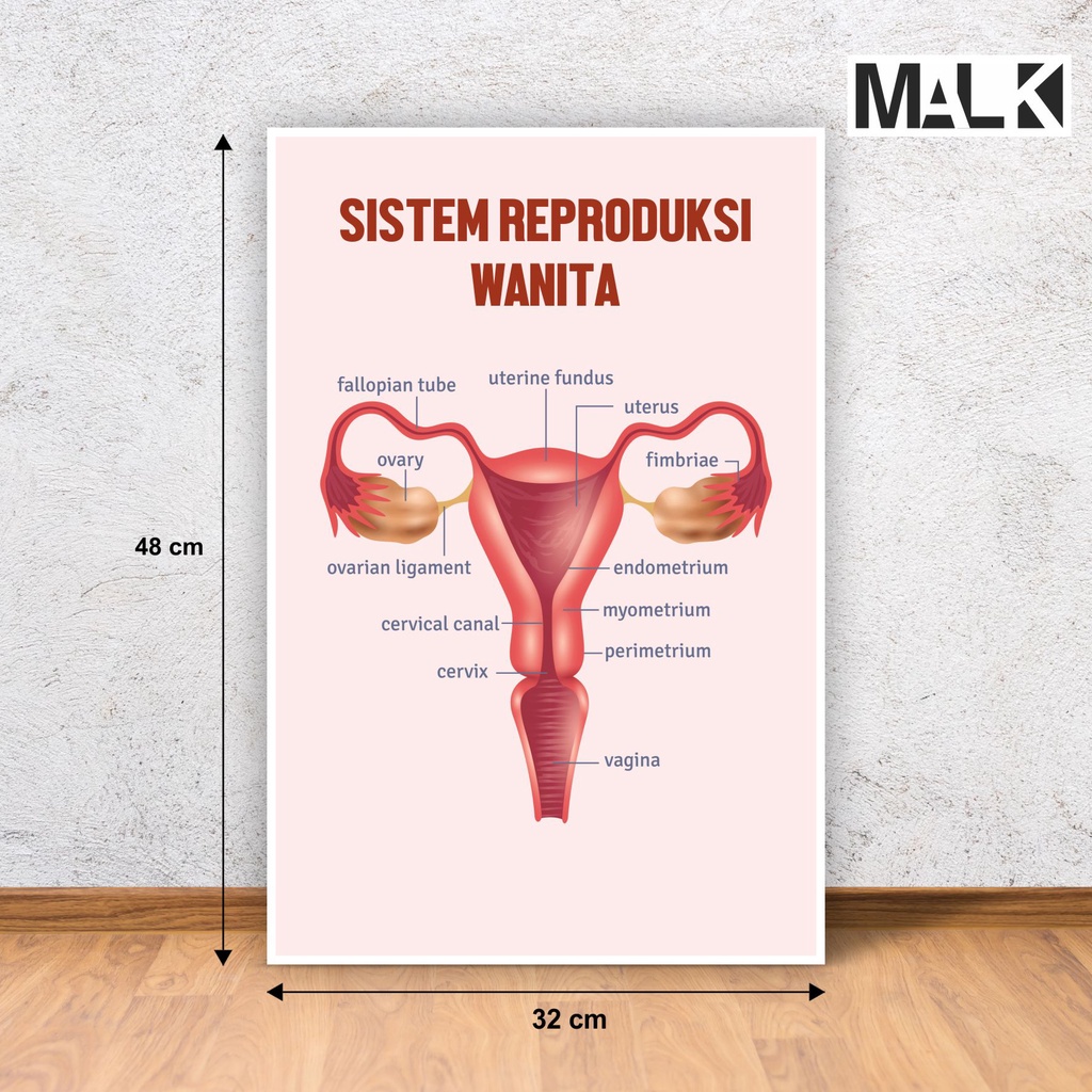 Poster sistem reproduksi wanita