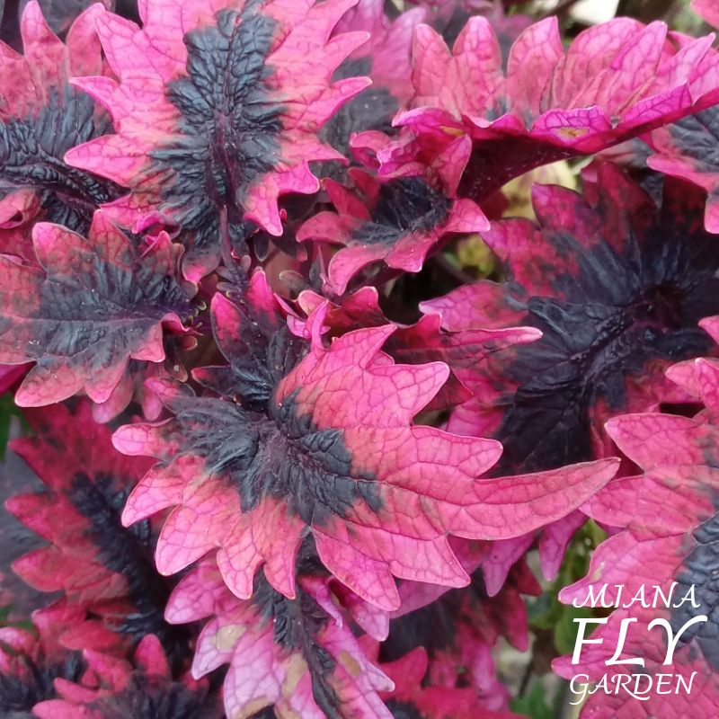 MIANA Dendeng Balado