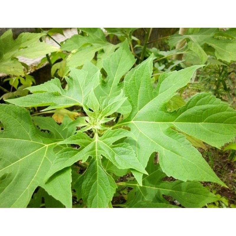 BIBIT TANAMAN DAUN INSULIN