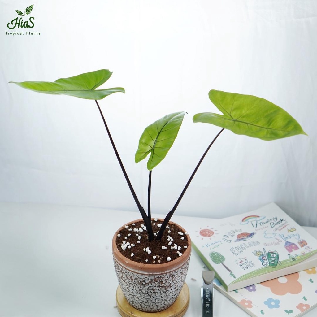 Tanaman Hias Bunga Promo Alocasia Zebrina Black Stem Hiastropical
