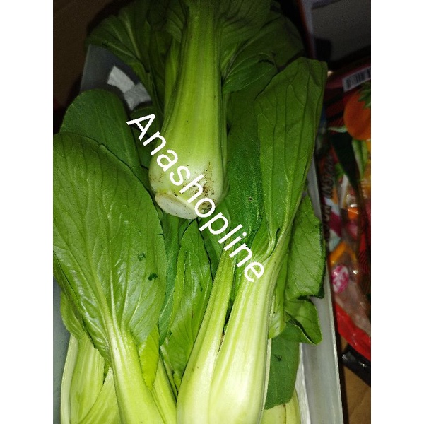 

Sawi Daging / fresh / sayuran