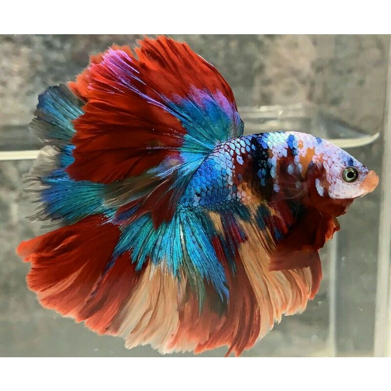 Halfmoon Multicolor Fullblok Dekorasi Akuarium Keren