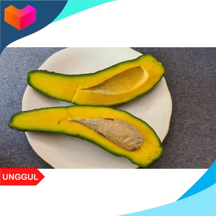 Readyy Bibit Alpukat Sab 034 (Alpukat Import Vietnam sab 034) Valid