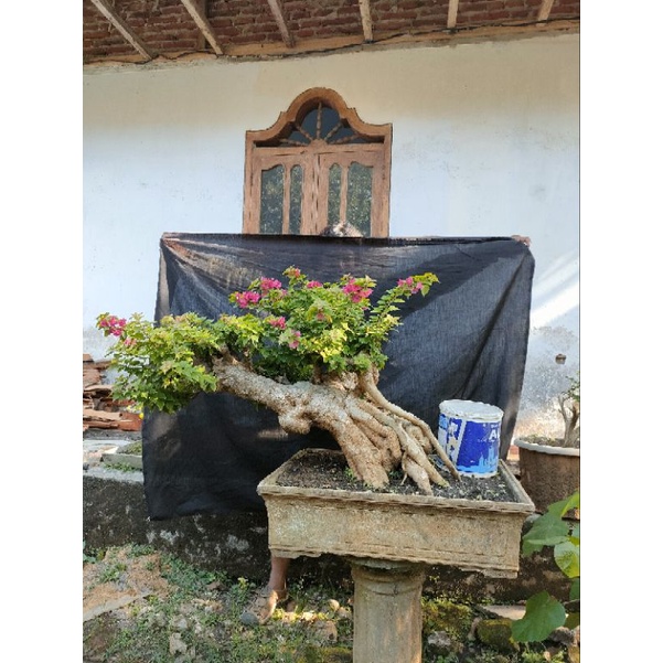 Bonsai Bougenville Singapore Unik