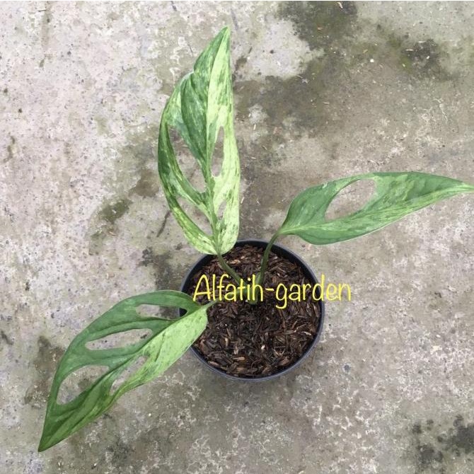 monstera adansonii variegata (janda bolong varigata lokal)