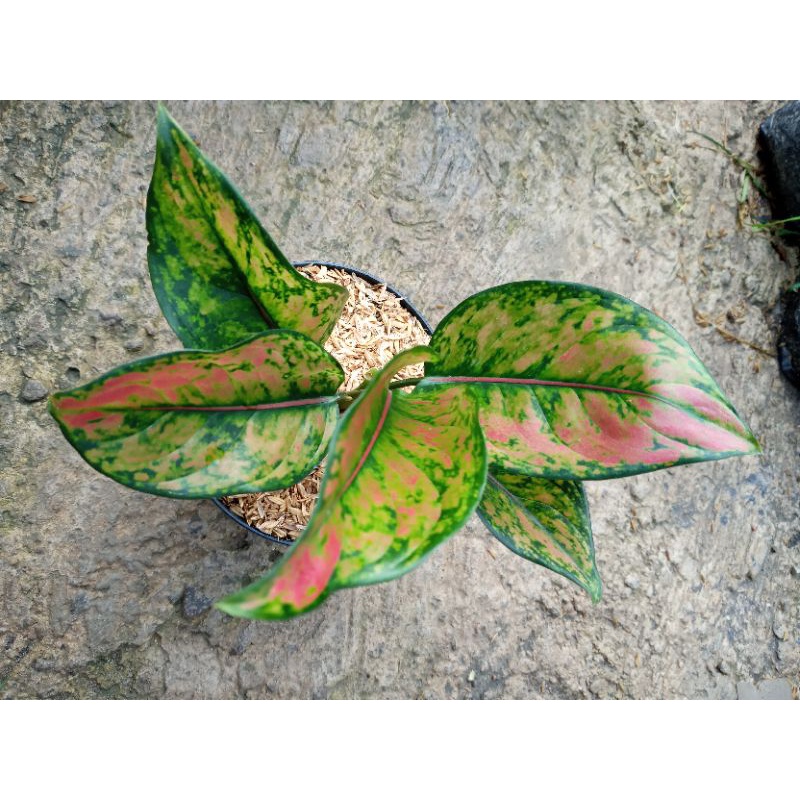 Aglonema Heng Heng 5 Daun Sehat Tanaman Hias Hidup Heng Heng